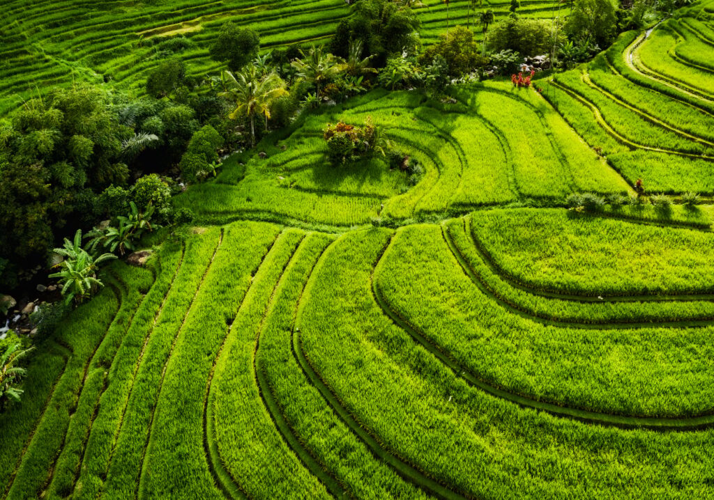 Aerial view of rice terraces. Landscape with drone. Agricultural landscape from the air.